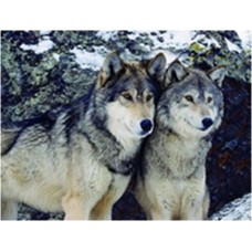 3D Lenticular lens picture-"Two foxes' without frame-58x38 CM (Code:LEN0005) 3D Lenticular lens picture-"Two foxes' without frame-58x38 CM (Code:LEN0005)